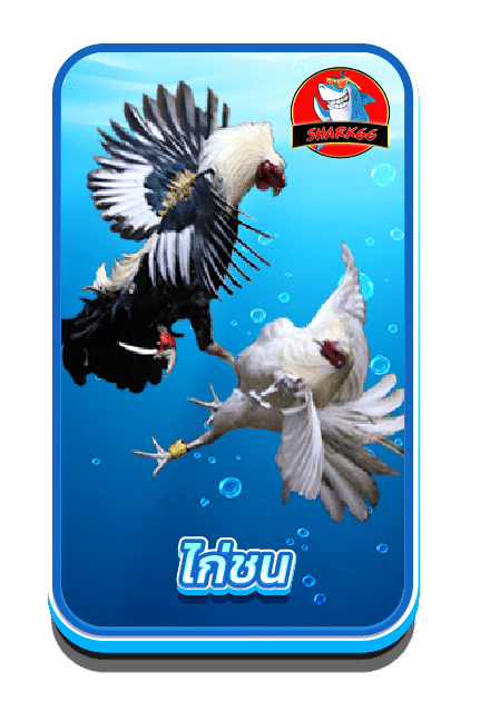 ไก่ชน shark66